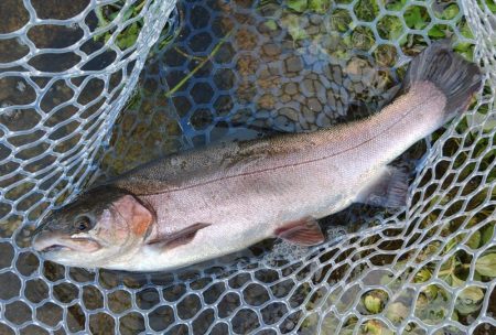 サクラマスは不発気味だったけど楽しめたフィ…